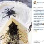 #AprilFools: Pesce d'Aprile su Instagram